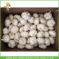Nouvelle récolte en gros Jinxiang Chine Sac à fourrure à l&#39;ail blanc pur et pur dans le carton